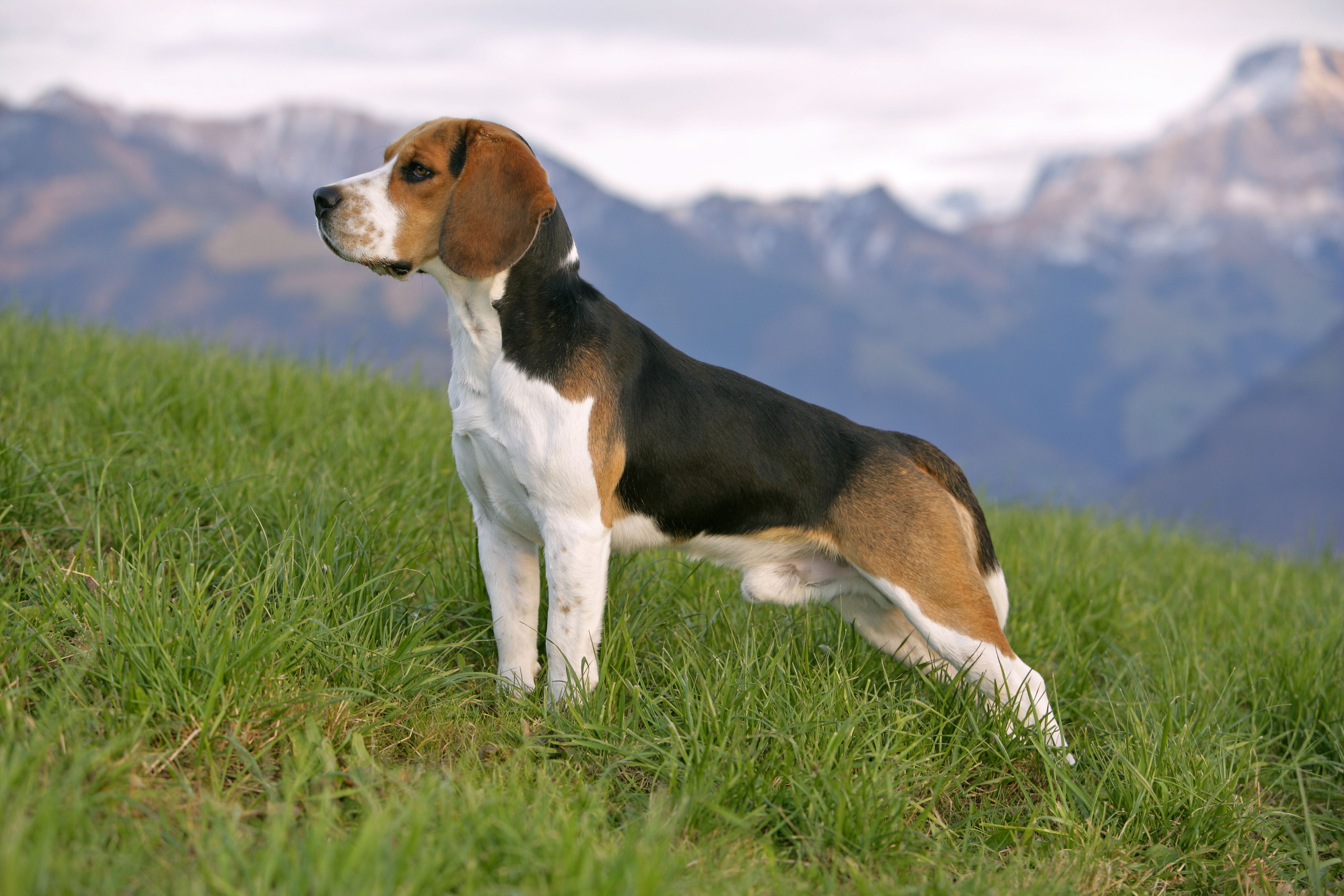 Beagle Harrier Facts For Kids Pictures Puppies Temperament Characteristics Animals Adda
