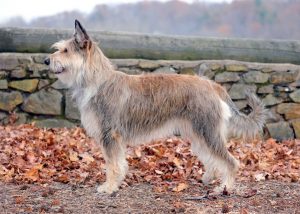Berger Picard – Facts, Pictures, Puppies, Temperament, Breeders, Grooming