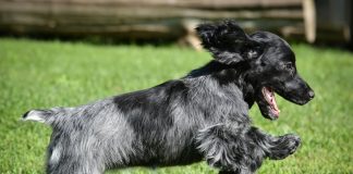 Blue Picardy Spaniel