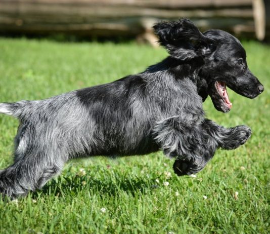 Blue Picardy Spaniel