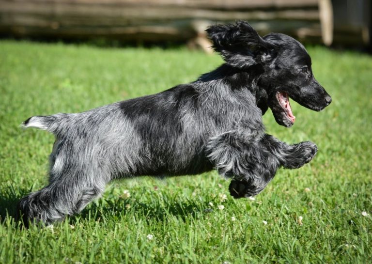 Blue Picardy Spaniel