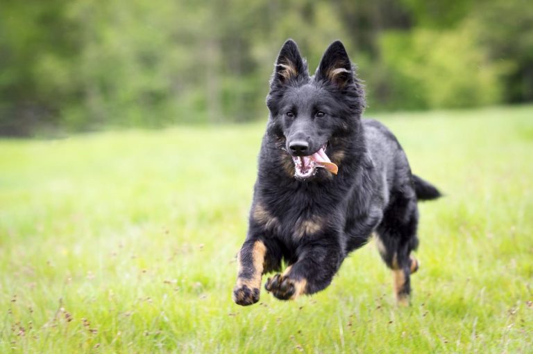 Bohemian Shepherd