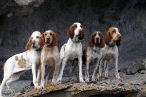 Bracco Italiano – Facts, Pictures, Puppies, Temperament, Breeders