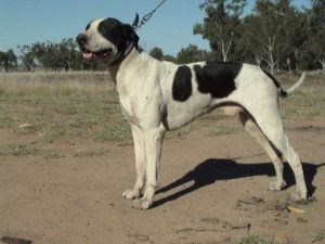 Bull Arab – Facts, Puppies, Temperament, Health Issues