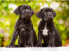 Cane Corso