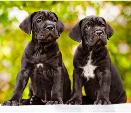 Cane Corso