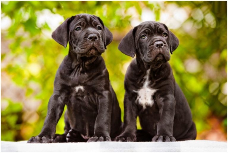 Cane Corso