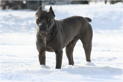 Cane Corso Facts Pictures Puppies Temperament Breeders