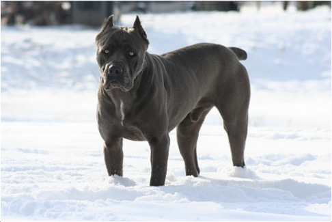 99+ Cane Corso Temperment