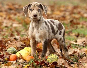 Catahoula Cur (Catahoula Leopard) – Facts, Pictures, Puppies, Temperament, Breeders