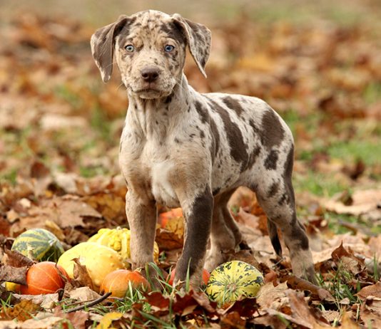 Catahoula Cur