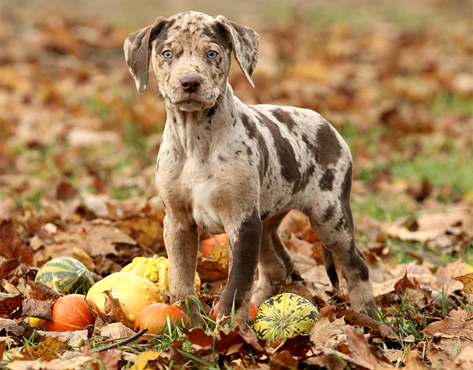 How much do catahoula dogs cost