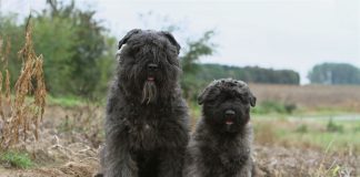 Bouvier de Ardennes