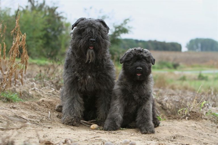 Bouvier de Ardennes