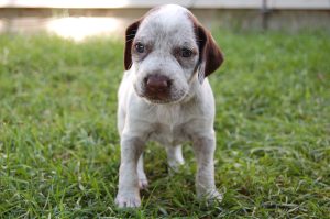 Braque du Bourbonnais – Facts, Puppies, Temperament, Breeders, Price