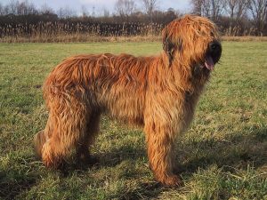 Briard – Facts, Pictures, Puppies, Temperament, Breeders, Price