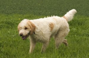 Briquet Griffon Vendéen – Facts, Pictures, Puppies, Temperament, Breeders, Price