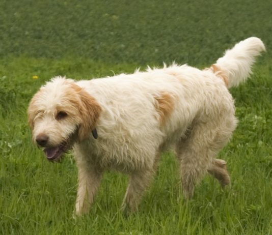 Briquet Griffon Vendéen