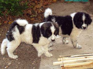 Bulgarian Shepherd Dog