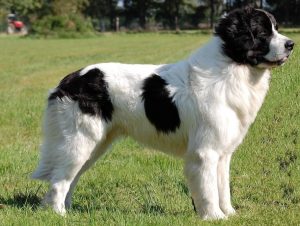 Bulgarian Shepherd Dog