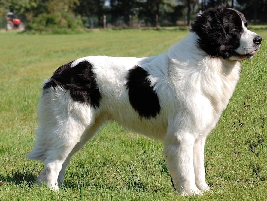 bulgarian shepherd dog for sale
