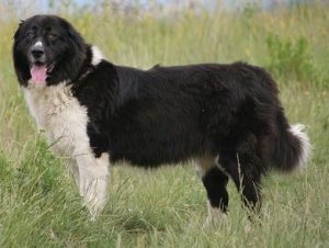 Bulgarian Shepherd Dog