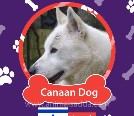 Canaan Dog