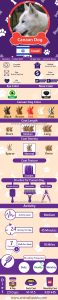 Canaan Dog – Facts, Pictures, Puppies, Temperament, Breeders, Price