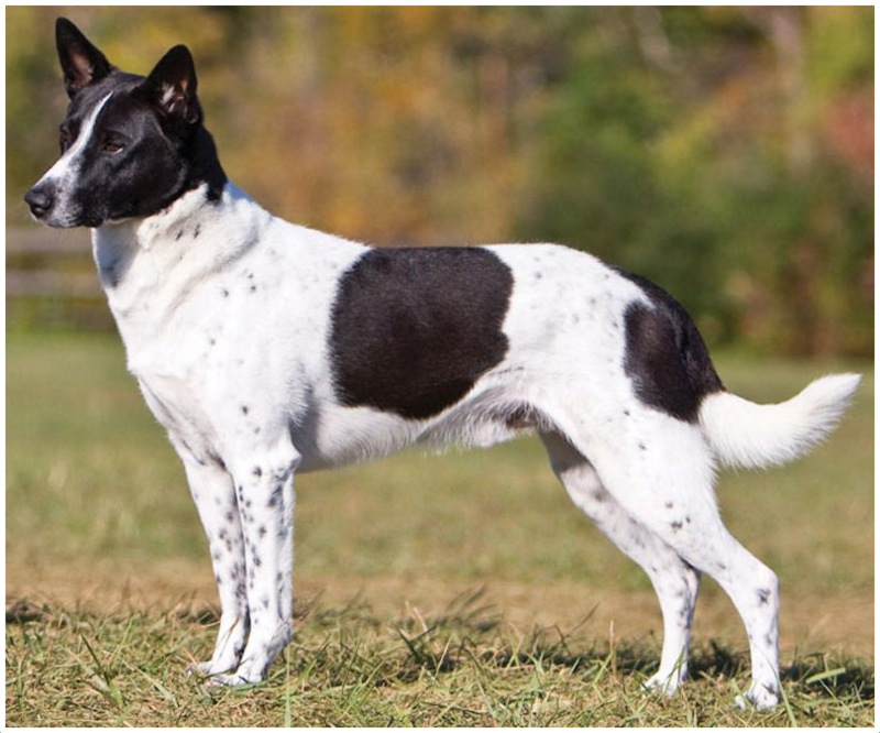 can a canaan dog live in cuba