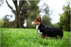 Cardigan Welsh Corgi – Facts, Pictures, Puppies, Temperament, Breeders, Price