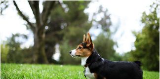 Cardigan Welsh Corgi