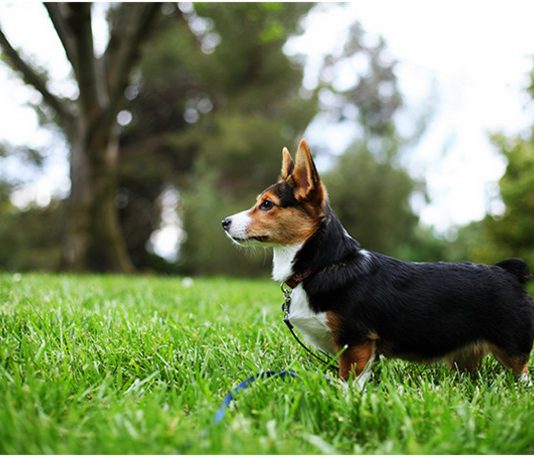 Cardigan Welsh Corgi