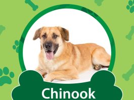 Chinook Dog