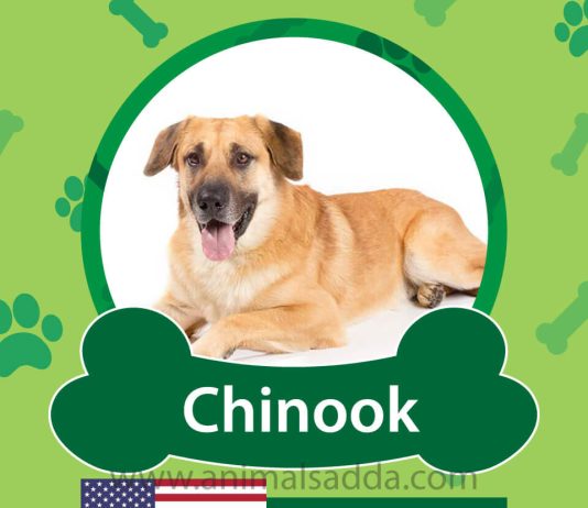 Chinook Dog