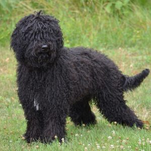 Barbet – Facts, Puppies, Temperament, Breeders, Price