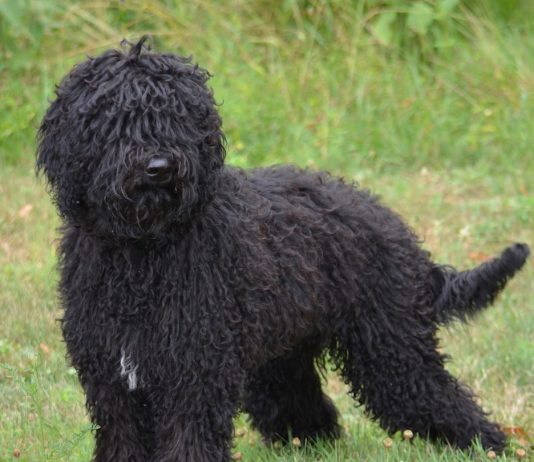 Barbet