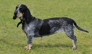 Basset Bleu de Gascogne – Facts, Pictures, Puppies, Temperament, Breeders, Price
