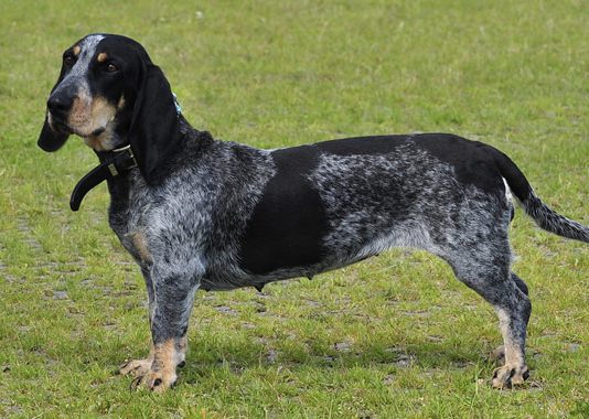 Basset Bleu de Gascogne