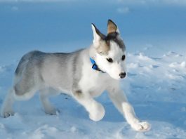 Canadian Eskimo Dog