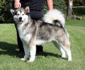 Canadian Eskimo Dog