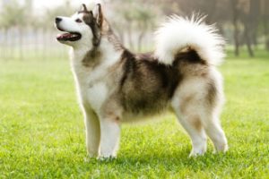 Canadian Eskimo Dog