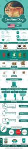 Carolina Dog – Facts, Pictures, Puppies, Temperament, Breeders, Price