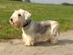 Cesky Terrier – Facts, Pictures, Puppies, Temperament, Breeders, Price