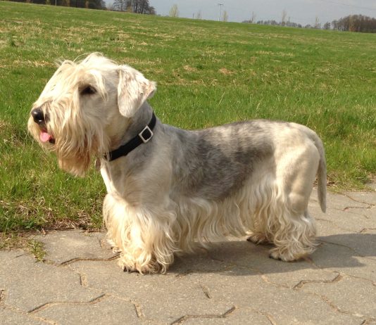 Cesky Terrier