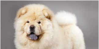 Chow Chow