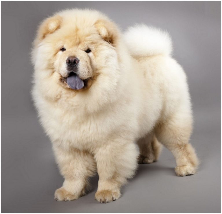 Chow Chow