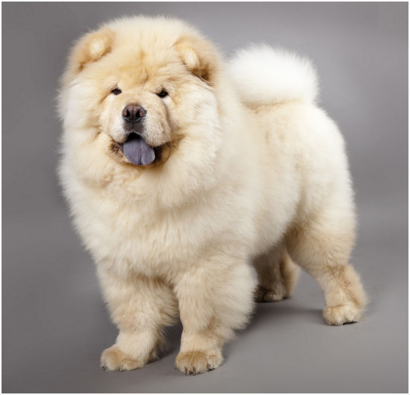 panda chow chow puppies for sale