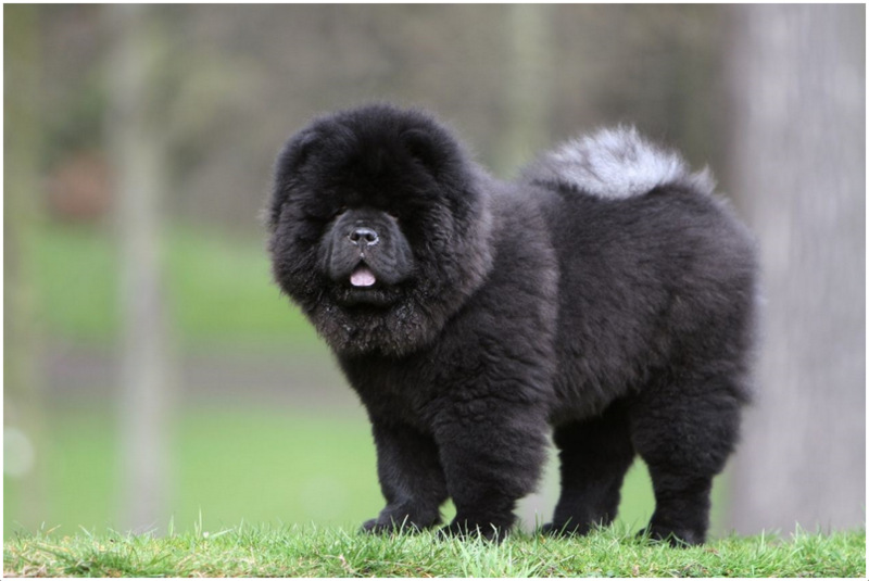 Chow Chow Facts For Kids Pictures Puppies Temperament