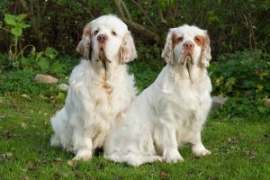 Clumber Spaniel – Facts, Pictures, Puppies, Temperament, Breeders, Price