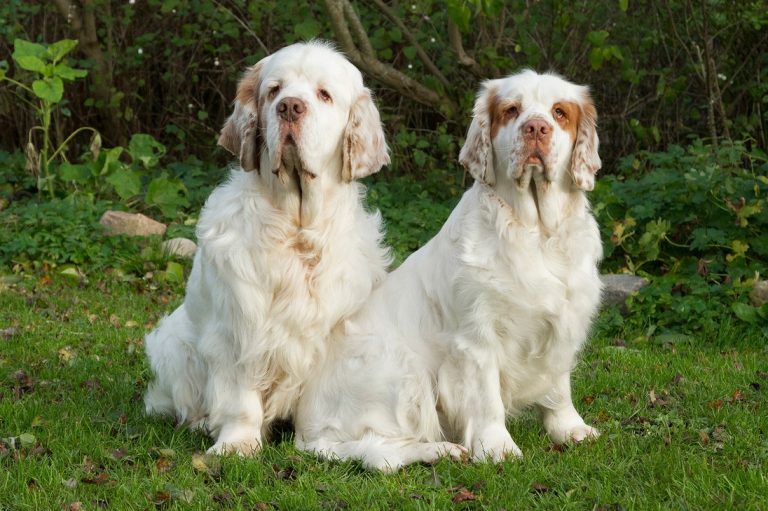 Clumber Spaniel